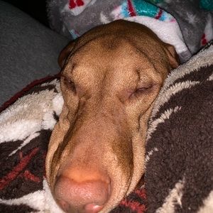 Meet your Posher, Jessie